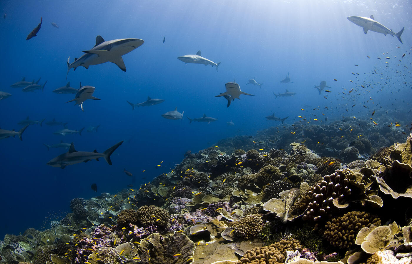 Marine protected areas