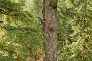 Female College of Forestry student scaling a tree